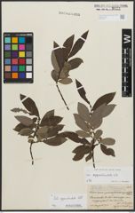 Foto von Salix appendiculata Vill.